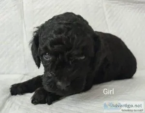 Gorgeous poodles looking for 5 homes