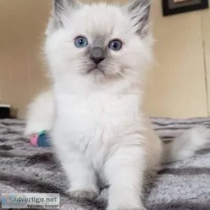 3 Beautiful Ragdoll Kittens