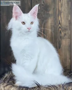 Maine Coon Kittens For Adoption