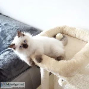 Sweet Ragdoll Kittens Ready for New Homes