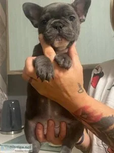 French bulldog puppies for sale
