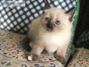 Ragdoll Kittens for a New Home