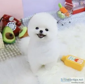 Pomeranian Puppies for Sale