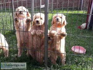 Akc registered Toy Poodle Puppies.