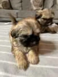 Outstanding Purebred Shih tzu puppies