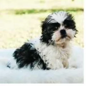 Size Male and Female Shih Tzu Puppies AKC Reg.