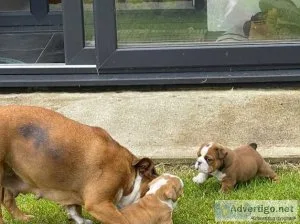 7 Beautiful English Bulldog puppies