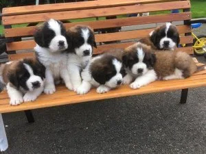 Gorgeous Saint Bernard Puppies.