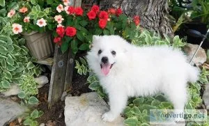 Potty Trained American Eskimo Dogs Male and female