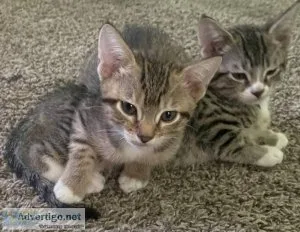 Bengal Mix Kittens 2 left