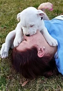 Top Healthy Dogo Argentino puppies