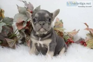 Marsha Female AKC French Bulldog