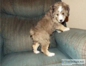 CKC Aussie Doodle puppies available