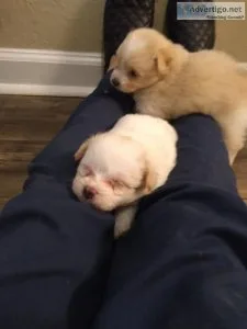 Selling Pompoodles