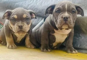 Updated Pics Bullies Available