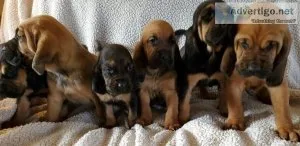 Top Bloodhound puppies