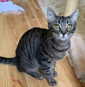 Affectionate male kitten