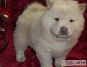 Home Raised Chow Chow Puppies ready to go