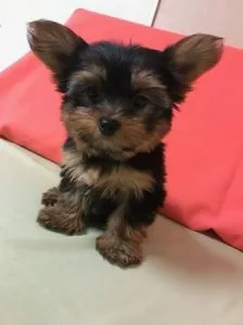 Wholesome Yorkie Puppies for sale