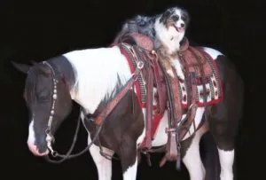 2016 Paint mare Hippie - Funniest Little Mare Kids Safe