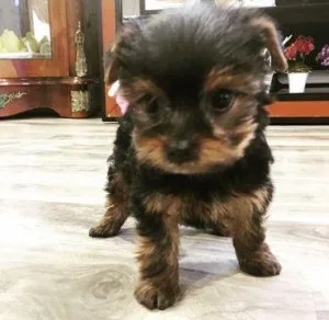 Toy yorkie poo Puppies