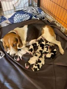 Beagle Puppies