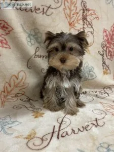 Male Yorkie Puppy