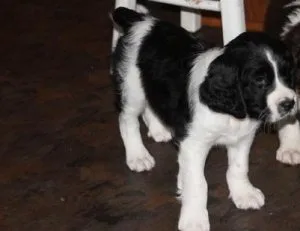 Gorgeous English Springer Spaniel puppies