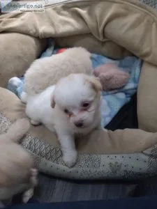 Puppies for sale