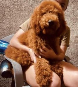 Red Male Standard poodle