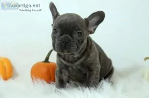 Harley Male AKC French Bulldog