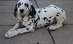 Perfect Dalmatian Puppies For Lovely Homes