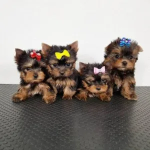 Akc yorkshire terrier puppies