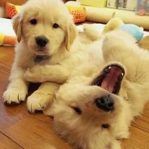 Golden Retriever puppies