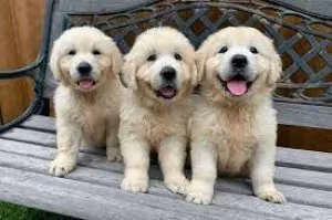 Beautiful golden retriever puppies