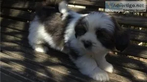 Home Raised Lhasa Apso Puppies