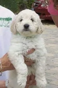 Mini Goldendoodle puppies