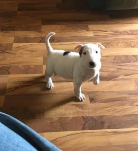 For Adoption Bull Terrier puppies