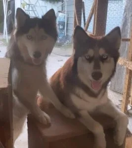 Rehoming husky