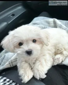 AKC _ Maltese puppies_