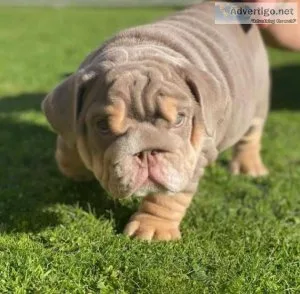 ___ENGLISH BULLDOG____puppi es___