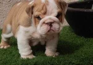 Well Socialized Miniature English Bulldog puppies