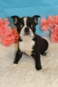 Beautiful Boston Terrier puppies