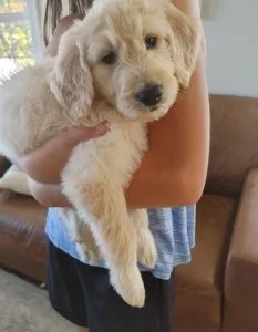 Top home raised Goldendoodle puppies