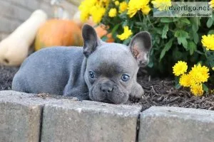 AKC French Bulldog Puppies