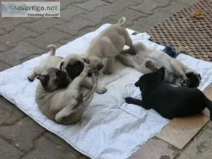 Male and female pug puppies