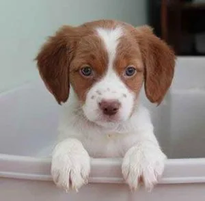 Gorgeous Brittany Spaniel Puppies