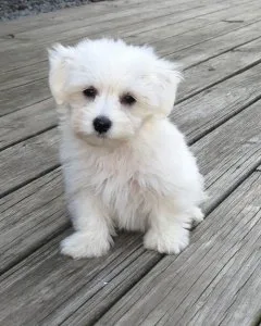 Excellent Coton De Tulear Puppies
