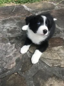 Well Socialized Border Collie puppies