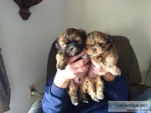 Shih tzu puppies